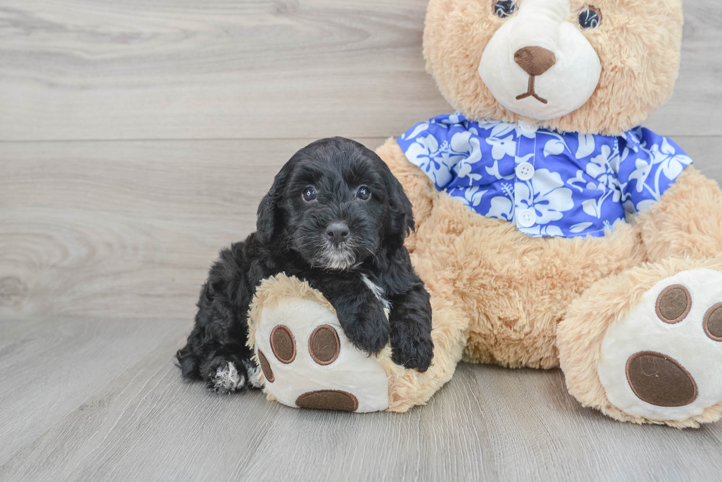Adorable Golden Retriever Poodle Mix Puppy