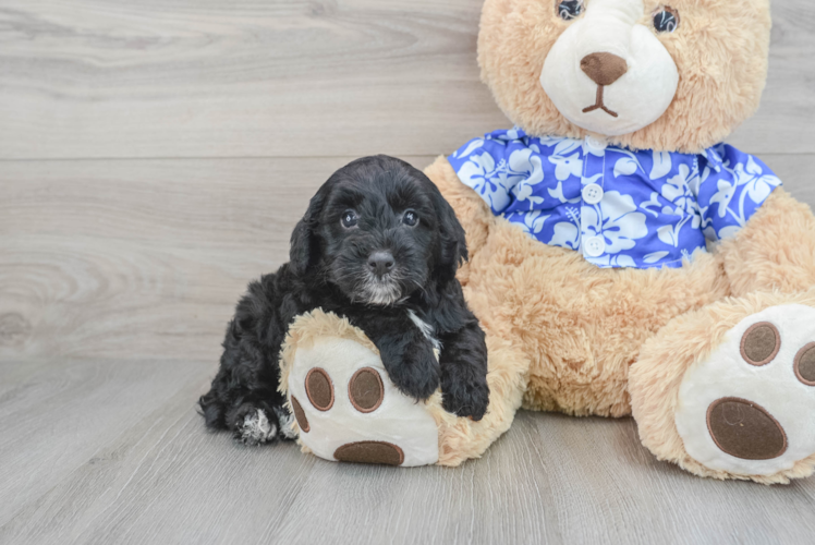 Adorable Golden Retriever Poodle Mix Puppy