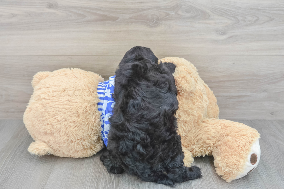 Mini Goldendoodle Pup Being Cute