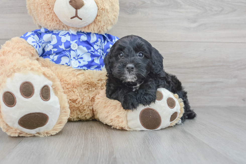 Best Mini Goldendoodle Baby