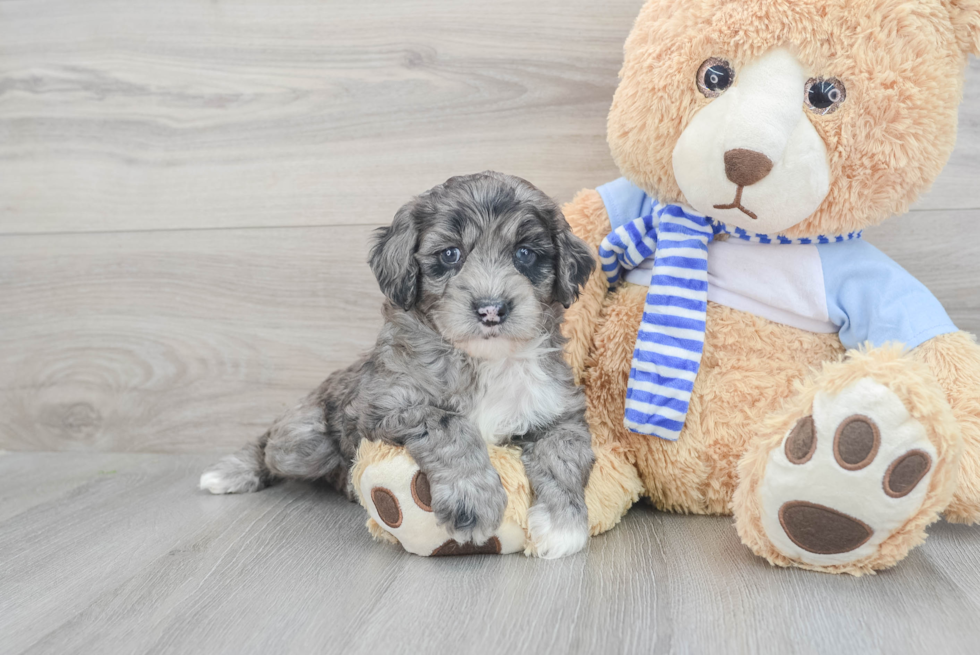 Petite Mini Goldendoodle Poodle Mix Pup