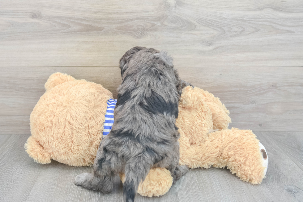 Mini Goldendoodle Puppy for Adoption