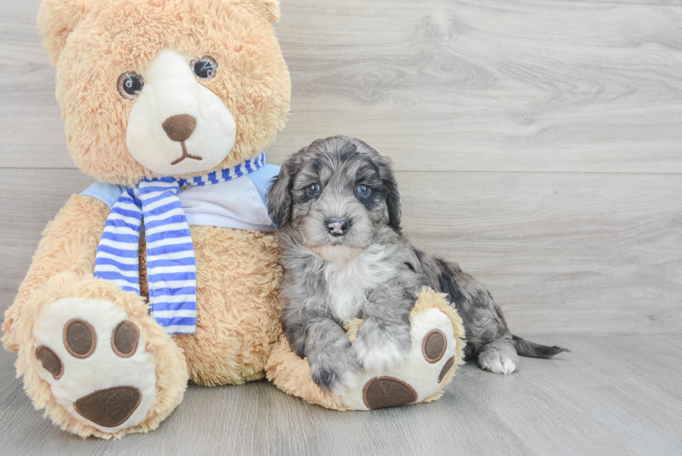 Best Mini Goldendoodle Baby