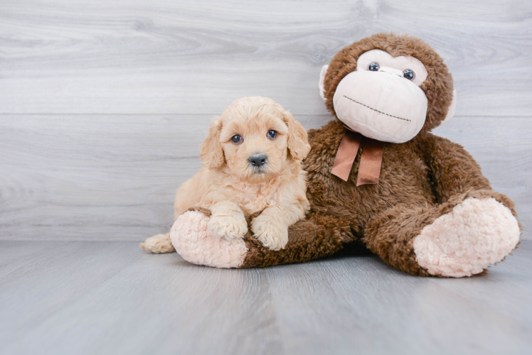 Mini Goldendoodle Pup Being Cute