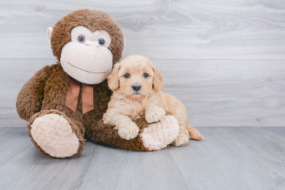 Mini Goldendoodle Puppy for Adoption