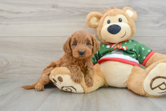 Cute Mini Goldendoodle Baby