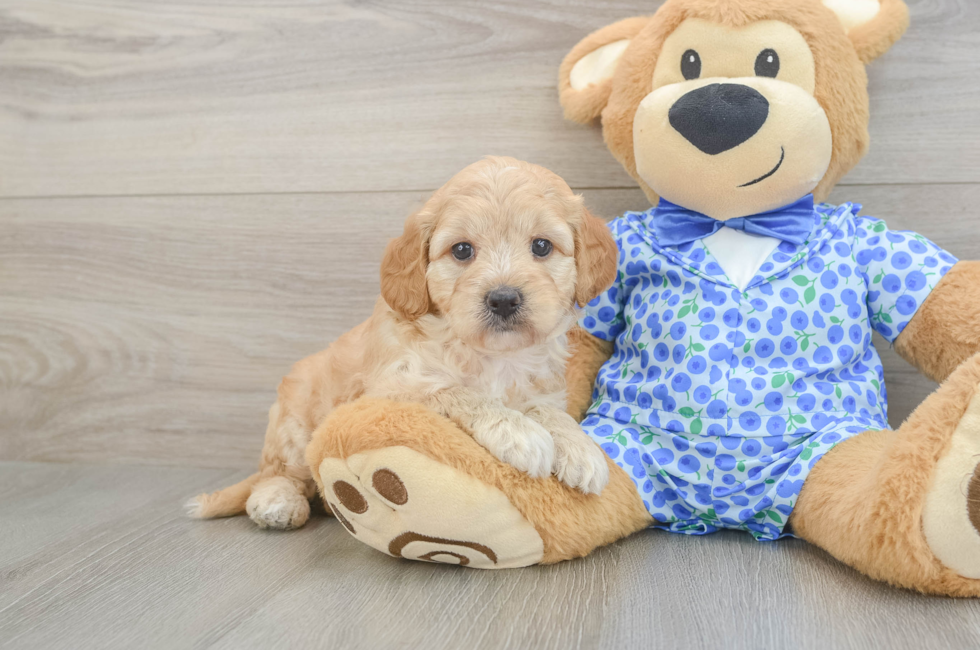 5 week old Mini Goldendoodle Puppy For Sale - Premier Pups