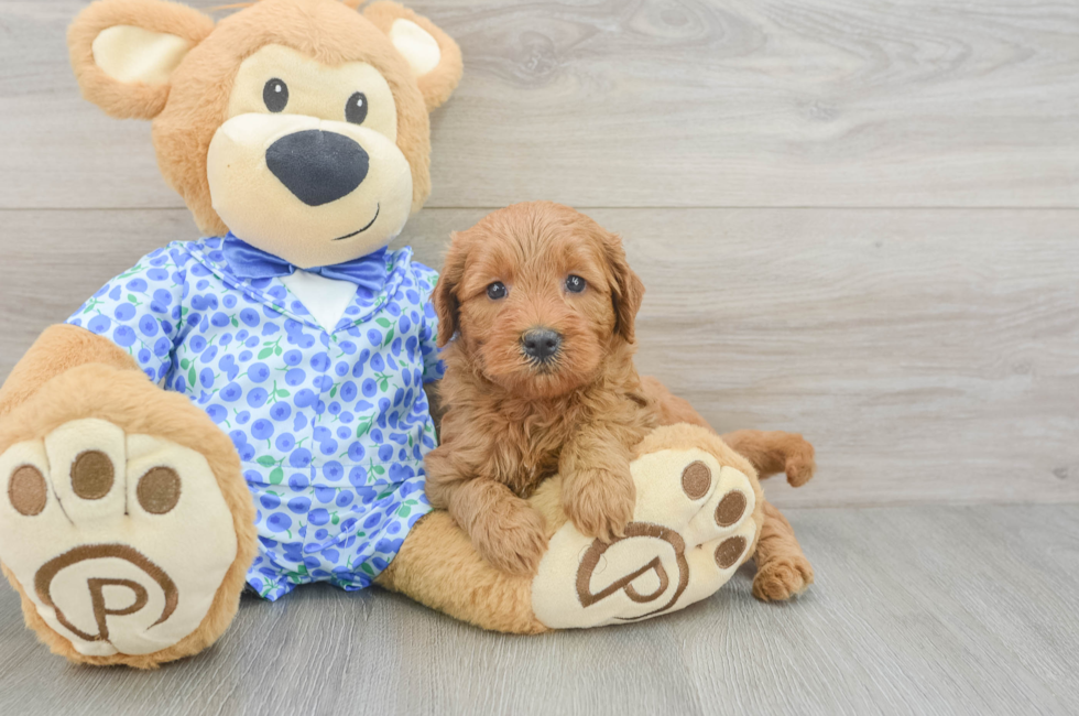 5 week old Mini Goldendoodle Puppy For Sale - Premier Pups