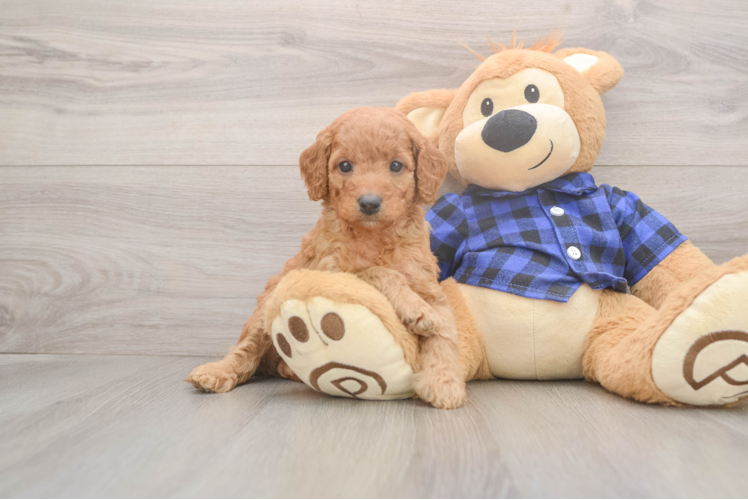 Popular Mini Goldendoodle Poodle Mix Pup