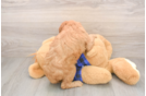 Hypoallergenic Mini Goldiepoo Poodle Mix Puppy