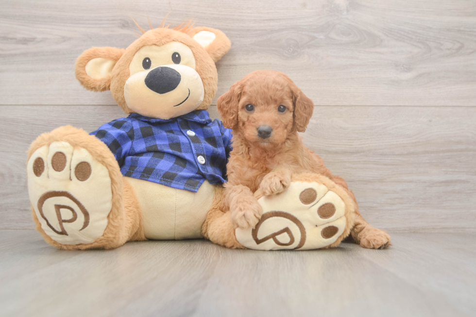 Hypoallergenic Mini Goldiepoo Poodle Mix Puppy