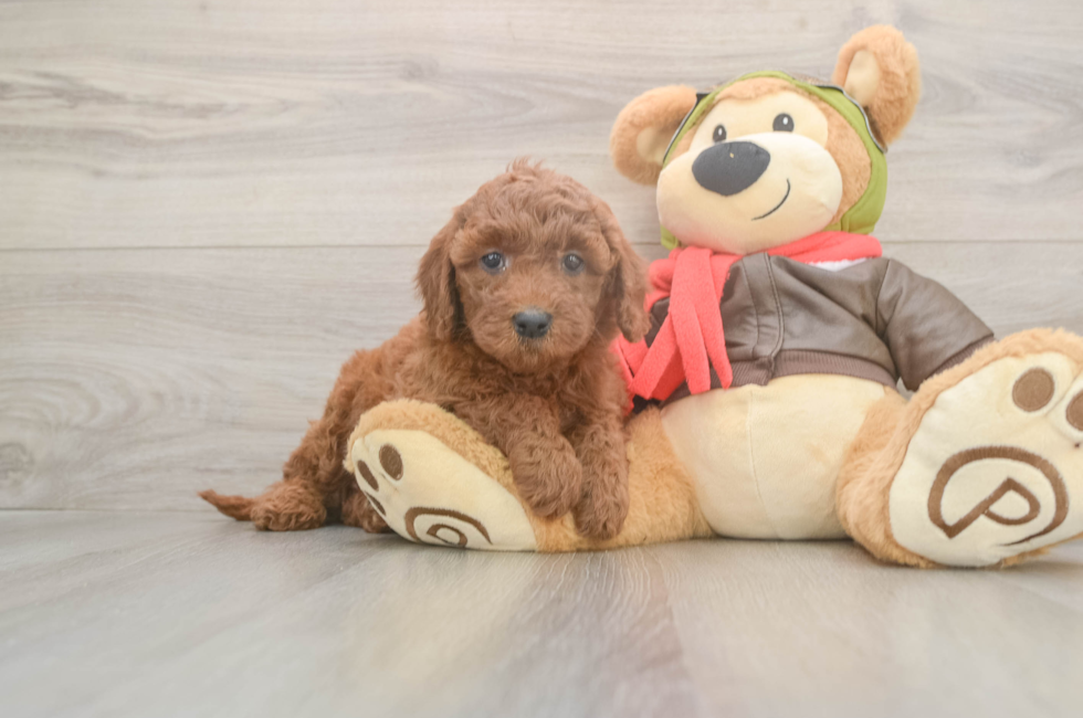 5 week old Mini Goldendoodle Puppy For Sale - Premier Pups