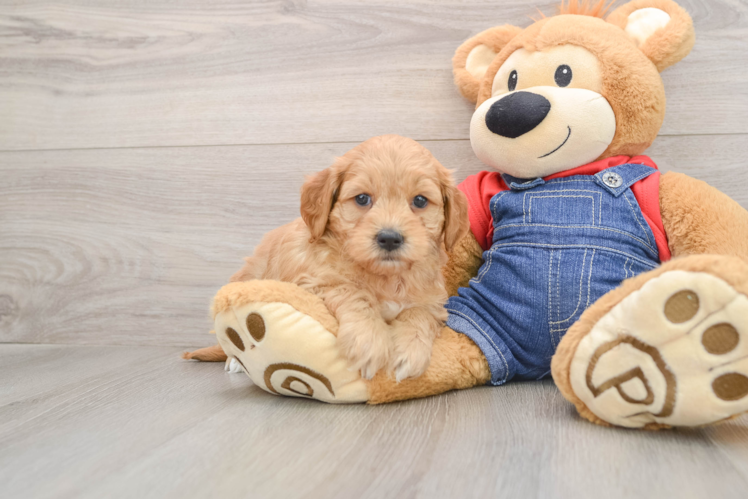 Best Mini Goldendoodle Baby