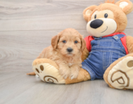 7 week old Mini Goldendoodle Puppy For Sale - Premier Pups