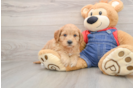 Best Mini Goldendoodle Baby
