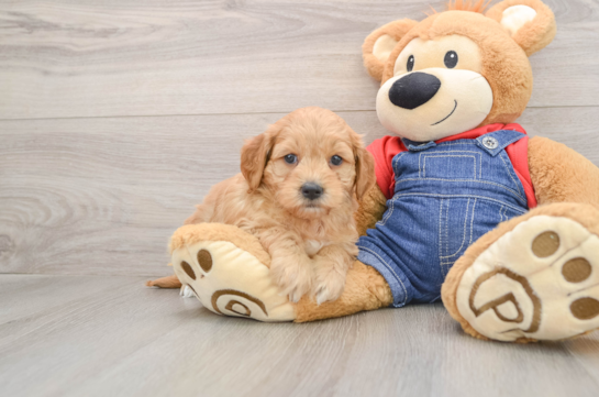 Best Mini Goldendoodle Baby