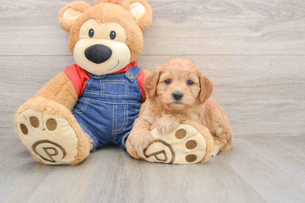 Playful Mini Groodle Poodle Mix Puppy