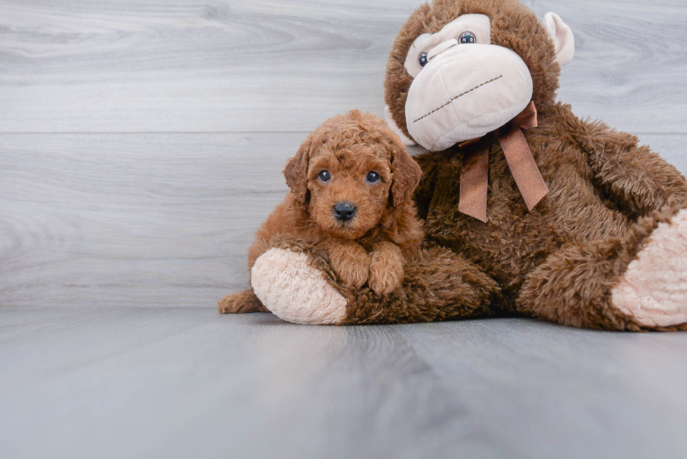 Popular Mini Goldendoodle Poodle Mix Pup