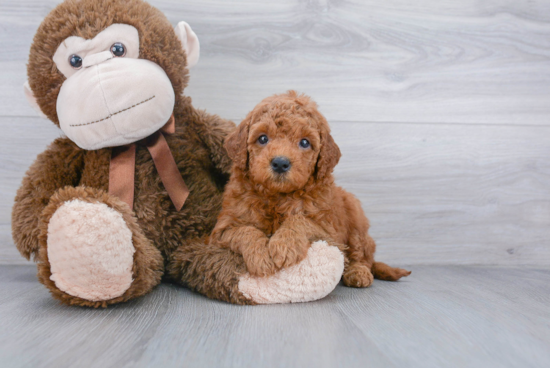 Best Mini Goldendoodle Baby