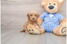 Best Mini Goldendoodle Baby