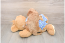 Best Mini Goldendoodle Baby