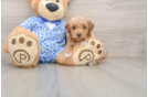 Mini Goldendoodle Pup Being Cute