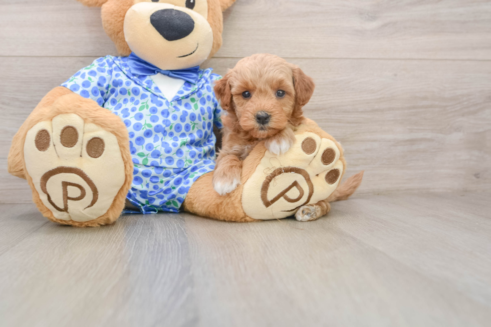 Mini Goldendoodle Pup Being Cute