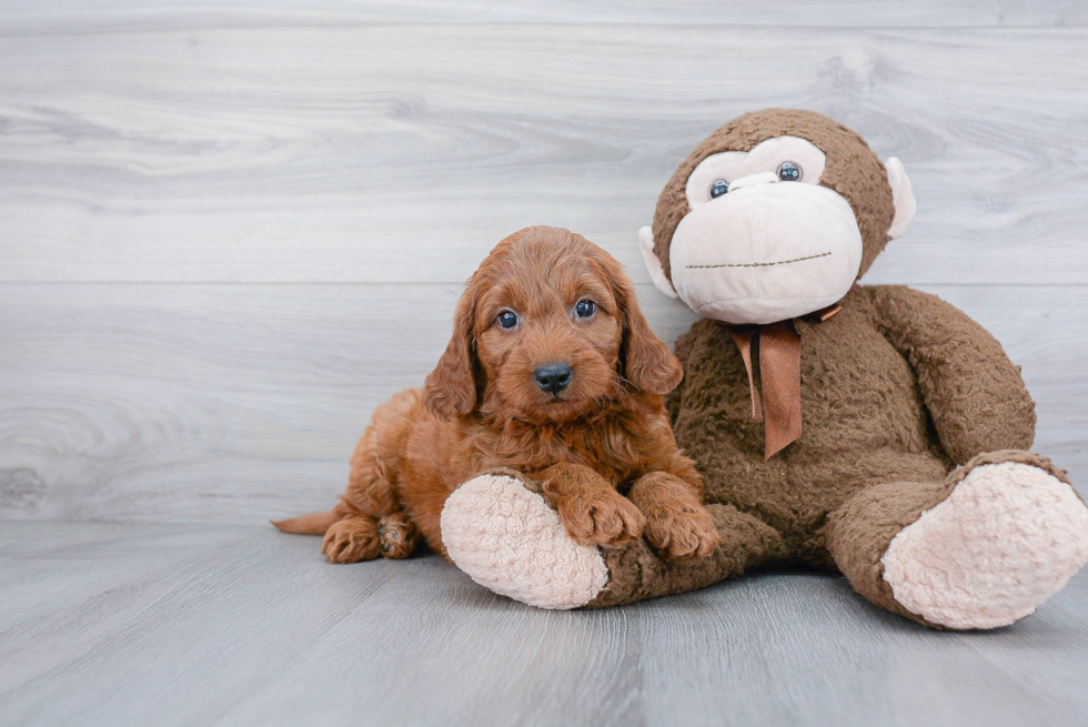 Smart Mini Goldendoodle Poodle Mix Pup