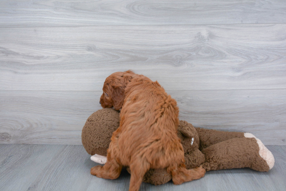 Best Mini Goldendoodle Baby