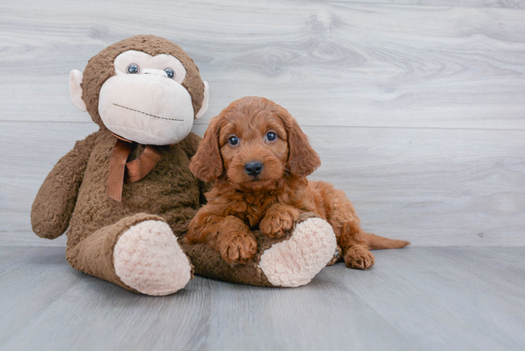 Energetic Golden Retriever Poodle Mix Puppy