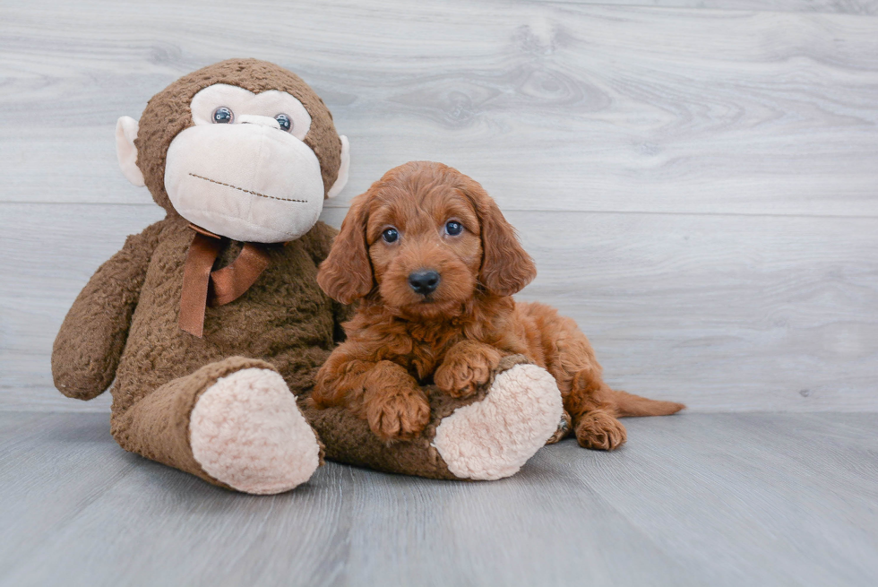 Energetic Golden Retriever Poodle Mix Puppy