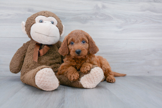 Energetic Golden Retriever Poodle Mix Puppy