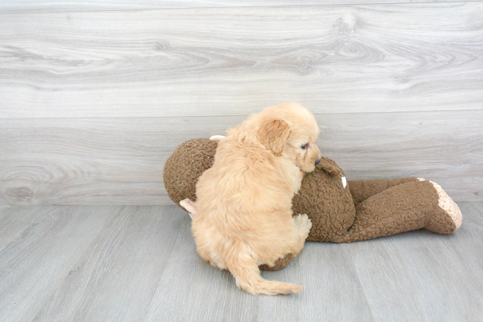 Petite Mini Goldendoodle Poodle Mix Pup