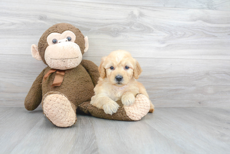 Mini Goldendoodle Puppy for Adoption