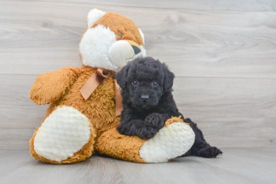 Best Mini Goldendoodle Baby