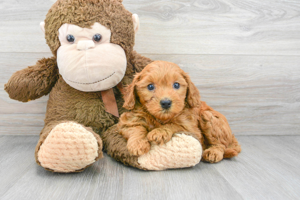 Mini Goldendoodle Puppy for Adoption