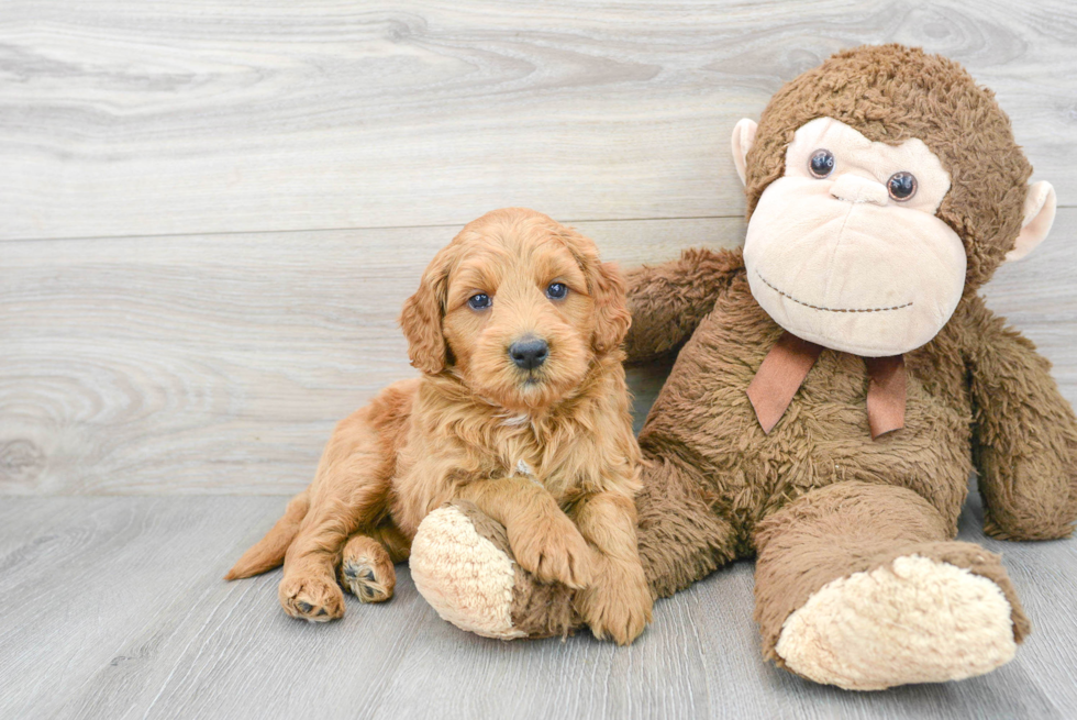 Mini Goldendoodle Puppy for Adoption