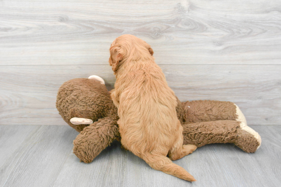 Mini Goldendoodle Puppy for Adoption