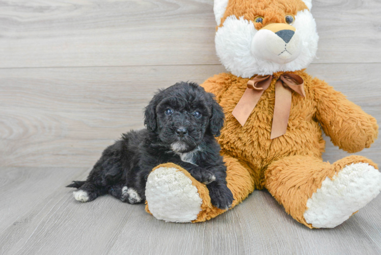 Adorable Golden Retriever Poodle Mix Puppy