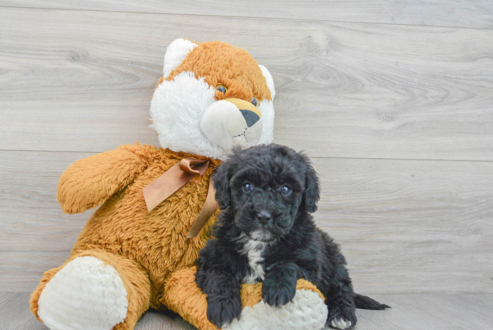 Playful Golden Retriever Poodle Mix Puppy