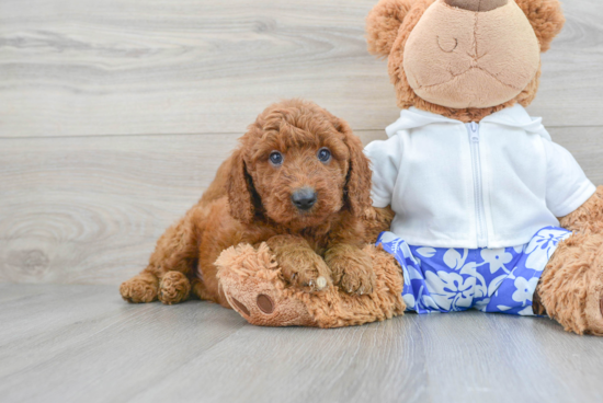 Mini Goldendoodle Puppy for Adoption