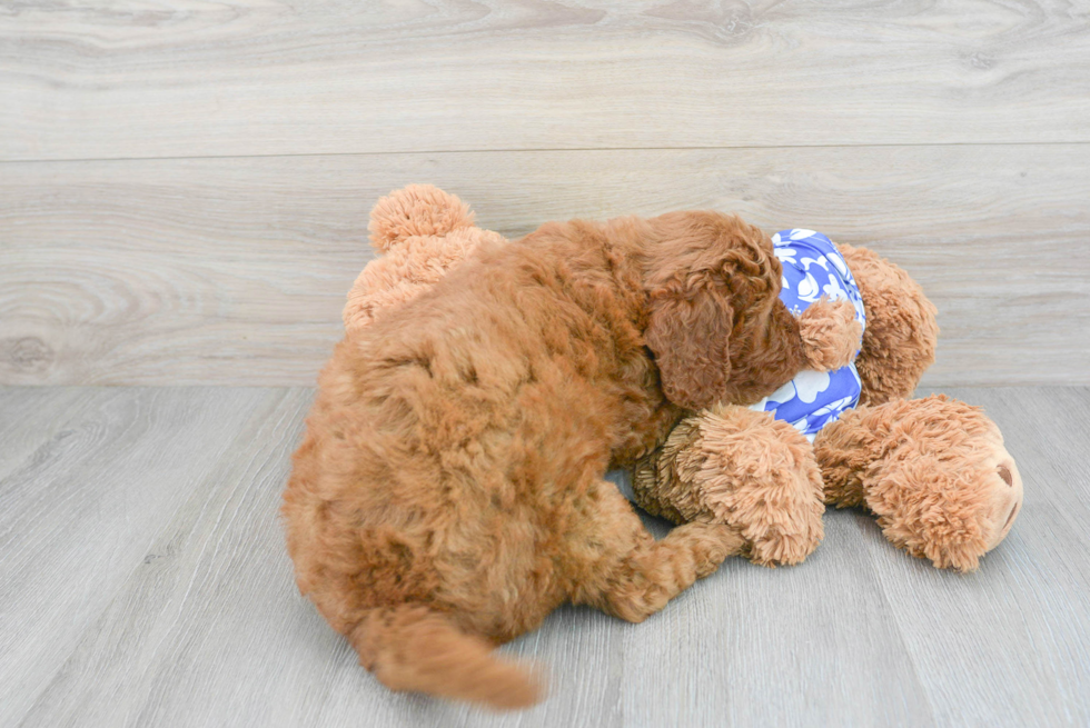 Mini Goldendoodle Puppy for Adoption