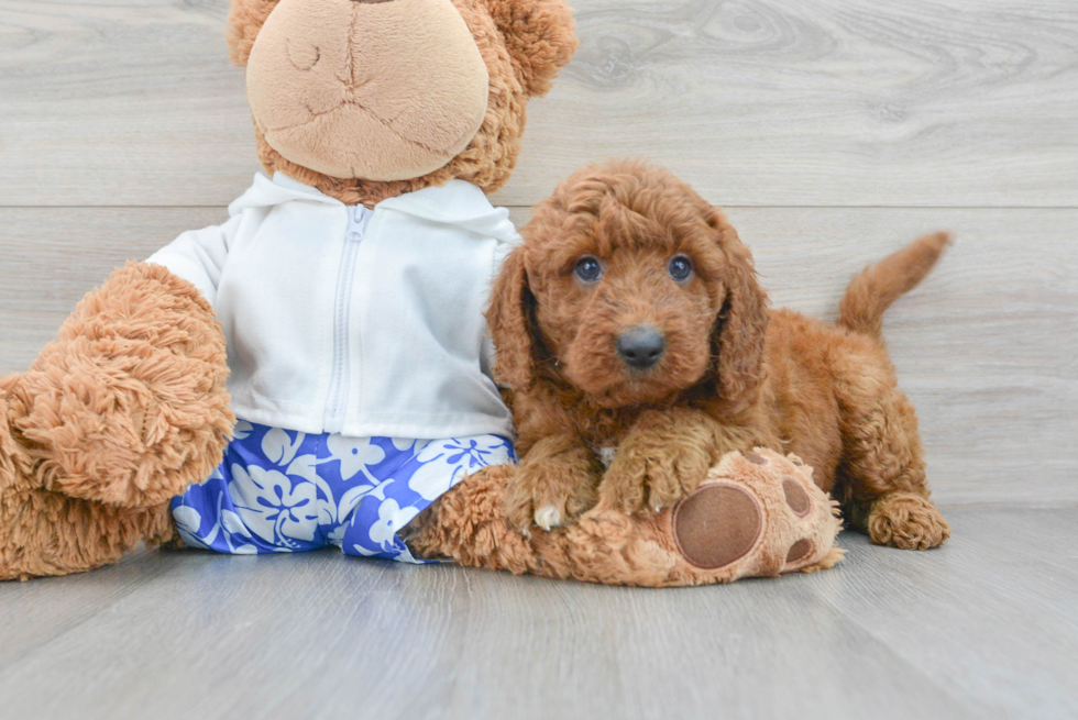 Mini Goldendoodle Pup Being Cute