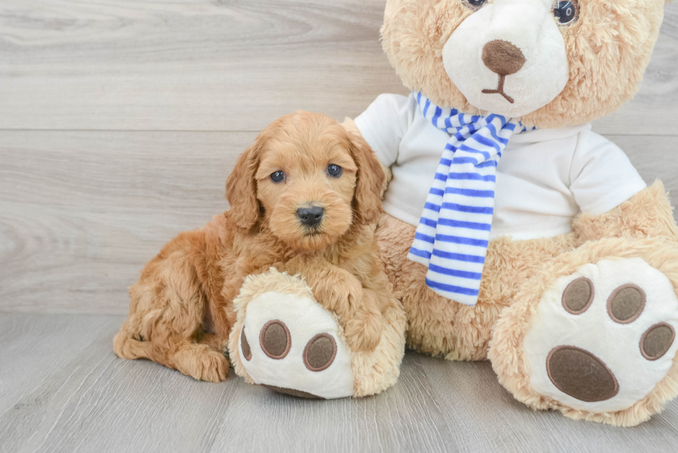 Sweet Mini Goldendoodle Baby