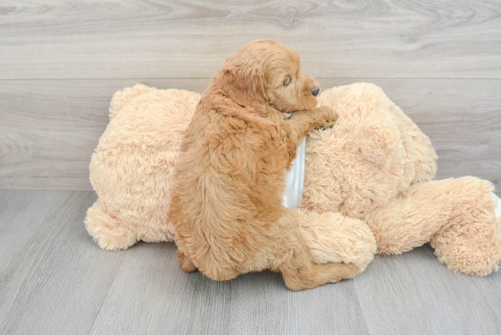 Fluffy Mini Goldendoodle Poodle Mix Pup