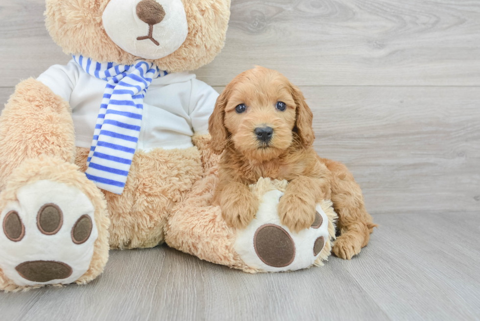 Mini Goldendoodle Pup Being Cute