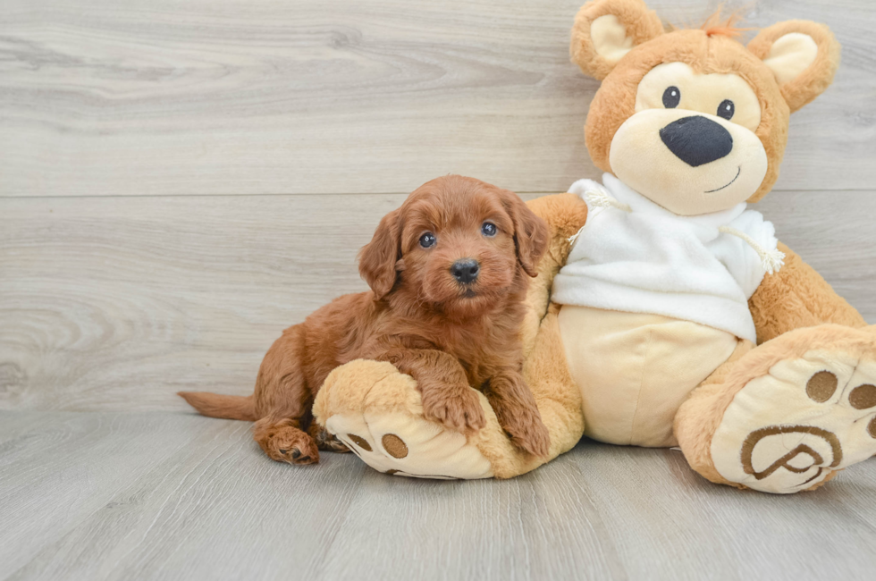 6 week old Mini Goldendoodle Puppy For Sale - Premier Pups