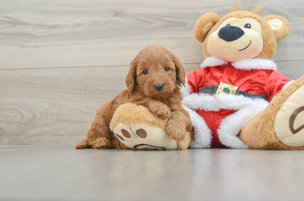 5 week old Mini Goldendoodle Puppy For Sale - Premier Pups