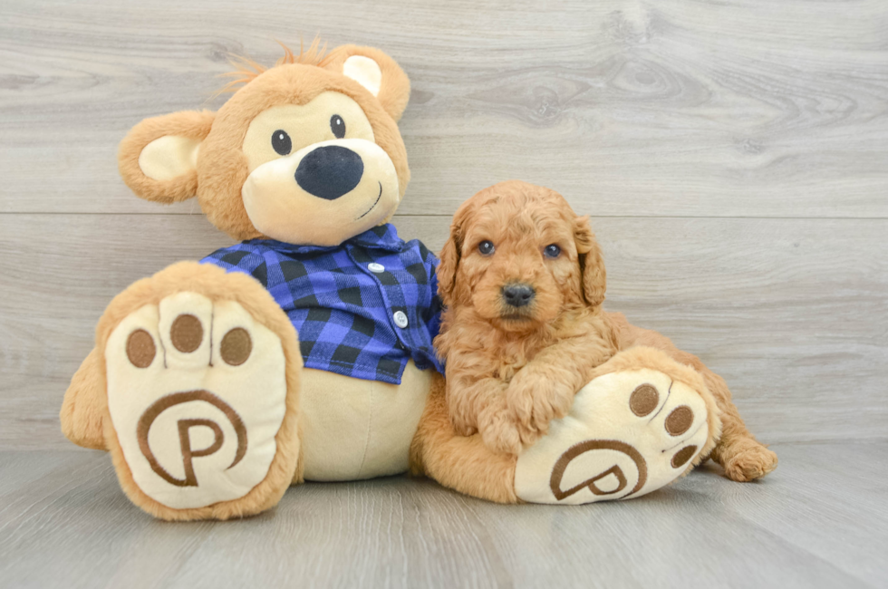 5 week old Mini Goldendoodle Puppy For Sale - Premier Pups