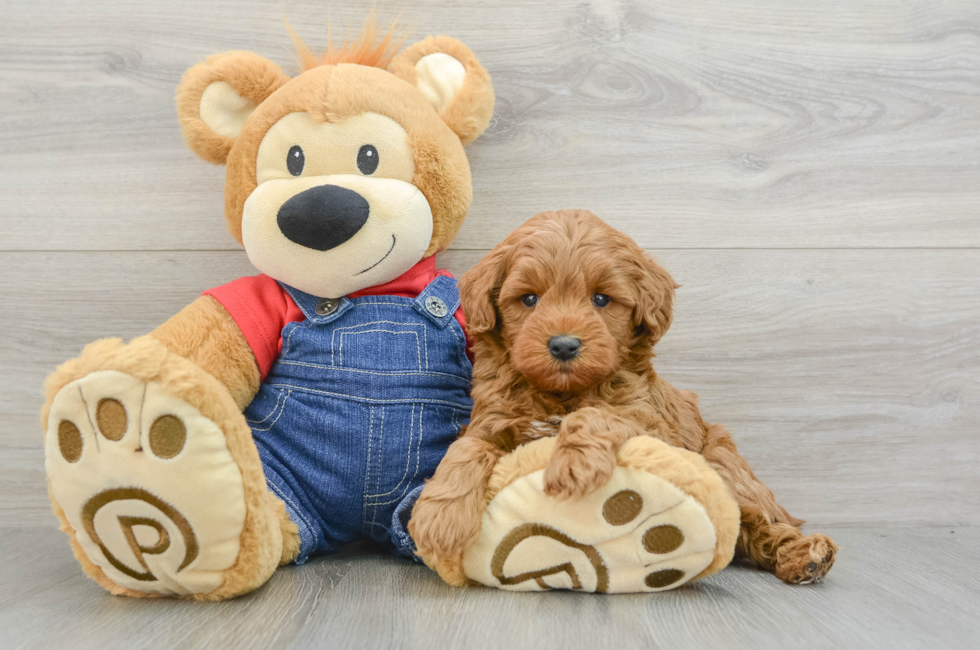 6 week old Mini Goldendoodle Puppy For Sale - Premier Pups